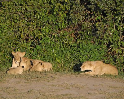 Lion, 2 Females & 5 Cubs-011313-Maasai Mara National Reserve, Kenya-#0353.jpg