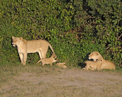 Lion, 2 Females & 5 Cubs-011313-Maasai Mara National Reserve, Kenya-#0392.jpg