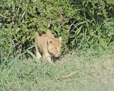 Lion, Cub-011313-Maasai Mara National Reserve, Kenya-#1195.jpg