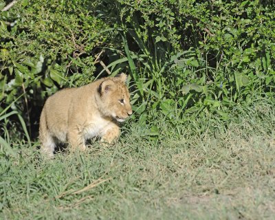 Lion, Cub-011313-Maasai Mara National Reserve, Kenya-#1205.jpg