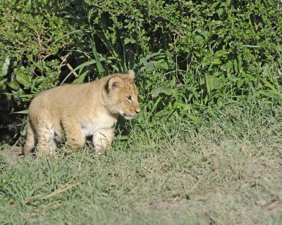 Lion, Cub-011313-Maasai Mara National Reserve, Kenya-#1208.jpg