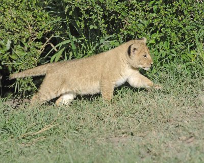 Lion, Cub-011313-Maasai Mara National Reserve, Kenya-#1309.jpg