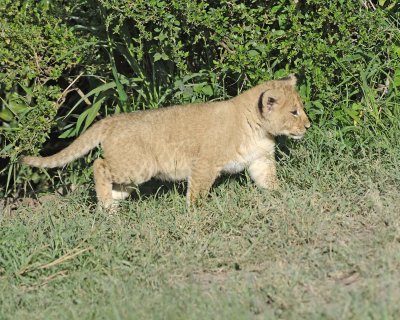 Lion, Cub-011313-Maasai Mara National Reserve, Kenya-#1310.jpg