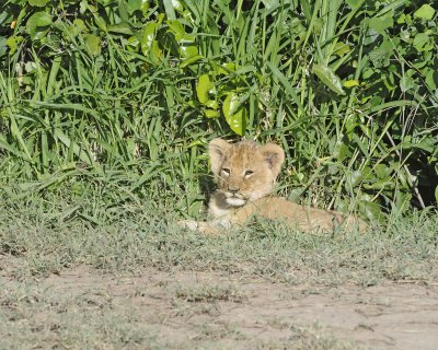 Lion, Cub-011313-Maasai Mara National Reserve, Kenya-#1442.jpg