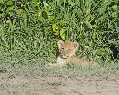 Lion, Cub-011313-Maasai Mara National Reserve, Kenya-#1455.jpg