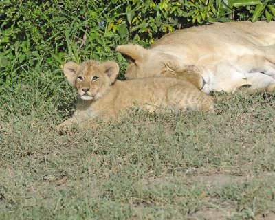 Lion, Cub-011313-Maasai Mara National Reserve, Kenya-#1499.jpg