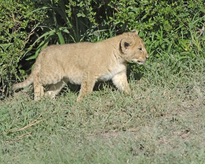 Lion, Cub-011313-Maasai Mara National Reserve, Kenya-#1563.jpg