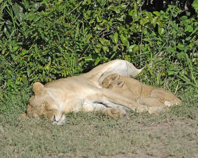 Lion, Female & 2 Cubs nursing-011313-Maasai Mara National Reserve, Kenya-#1347.jpg