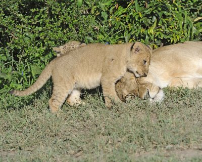 Lion, Female & 2 Cubs-011313-Maasai Mara National Reserve, Kenya-#1247.jpg