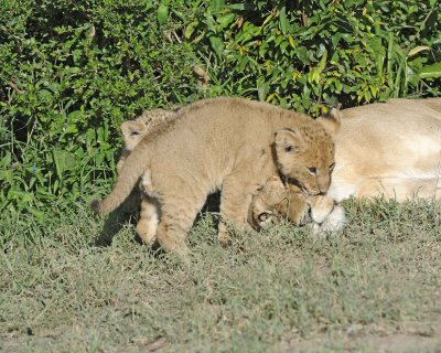 Lion, Female & 2 Cubs-011313-Maasai Mara National Reserve, Kenya-#1256.jpg