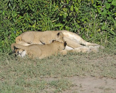 Lion, Female & 2 Cubs-011313-Maasai Mara National Reserve, Kenya-#1268.jpg