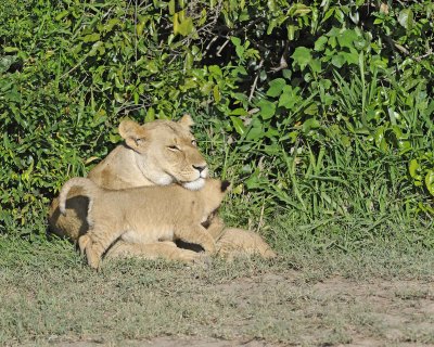 Lion, Female & 2 Cubs-011313-Maasai Mara National Reserve, Kenya-#1285.jpg
