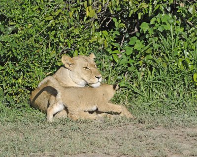 Lion, Female & 2 Cubs-011313-Maasai Mara National Reserve, Kenya-#1287.jpg