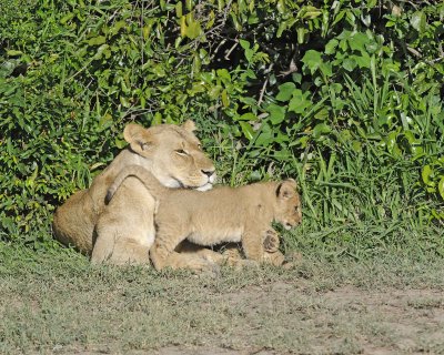 Lion, Female & 2 Cubs-011313-Maasai Mara National Reserve, Kenya-#1290.jpg