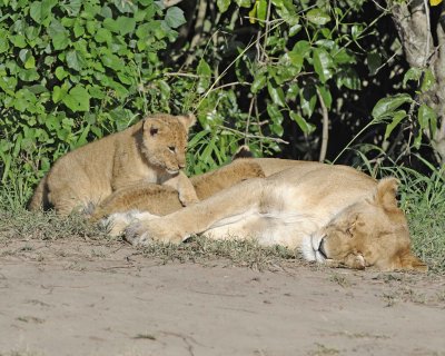 Lion, Female & 2 Cubs-011313-Maasai Mara National Reserve, Kenya-#1300.jpg