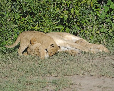 Lion, Female & 2 Cubs-011313-Maasai Mara National Reserve, Kenya-#1315.jpg