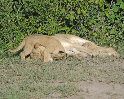 Lion, Female & 2 Cubs-011313-Maasai Mara National Reserve, Kenya-#1317.jpg