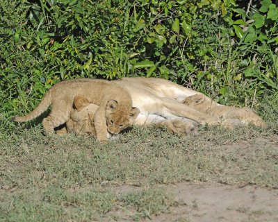 Lion, Female & 2 Cubs-011313-Maasai Mara National Reserve, Kenya-#1320.jpg