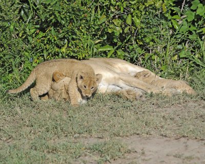Lion, Female & 2 Cubs-011313-Maasai Mara National Reserve, Kenya-#1321.jpg