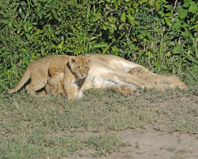 Lion, Female & 2 Cubs-011313-Maasai Mara National Reserve, Kenya-#1323.jpg