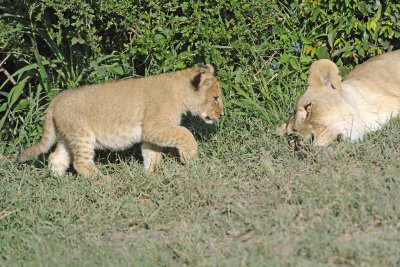 Lion, Female & Cub-011313-Maasai Mara National Reserve, Kenya-#1213.jpg