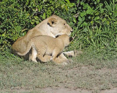 Lion, Female & Cub-011313-Maasai Mara National Reserve, Kenya-#1569.jpg