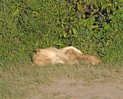 Lion, Female & Cubs nursing-011313-Maasai Mara National Reserve, Kenya-#0631.jpg