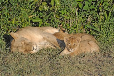 Lion, Female with 2 Cubs-011313-Maasai Mara National Reserve, Kenya-#0881.jpg