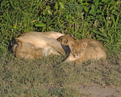 Lion, Female with 3 Cubs-011313-Maasai Mara National Reserve, Kenya-#0783.jpg