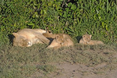 Lion, Female with 3 Cubs-011313-Maasai Mara National Reserve, Kenya-#0912.jpg