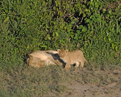 Lion, Female with Cub-011313-Maasai Mara National Reserve, Kenya-#0705.jpg