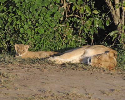 Lion, Female with Cub-011313-Maasai Mara National Reserve, Kenya-#0731.jpg