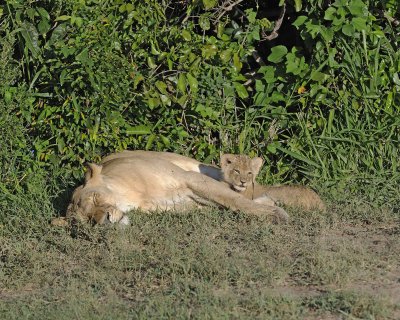 Lion, Female with Cub-011313-Maasai Mara National Reserve, Kenya-#1019.jpg