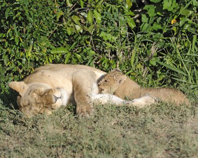 Lion, Female with Cub-011313-Maasai Mara National Reserve, Kenya-#1030.jpg