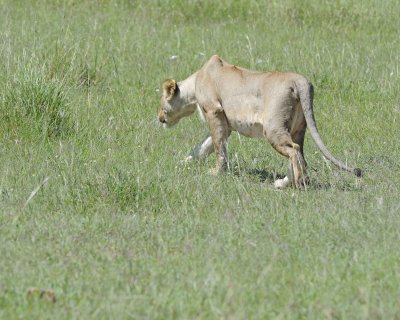 Lion, Female, stalking Warthog-011313-Maasai Mara National Reserve, Kenya-#3181.jpg