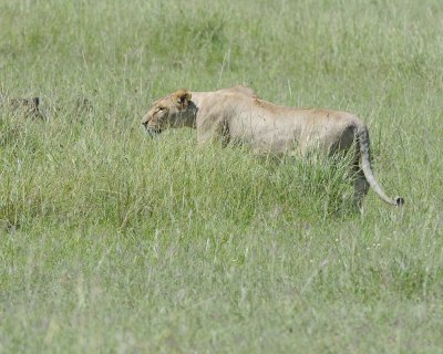 Lion, Female, stalking Warthog-011313-Maasai Mara National Reserve, Kenya-#3185.jpg