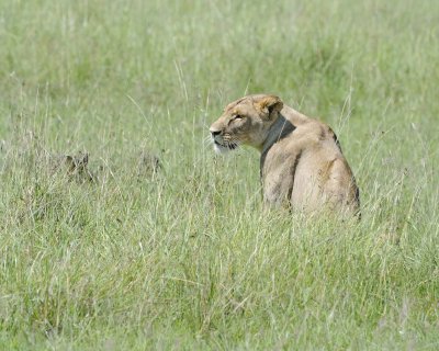 Lion, Female, stalking Warthog-011313-Maasai Mara National Reserve, Kenya-#3199.jpg
