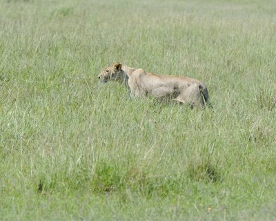 Lion, Female, stalking Warthog-011313-Maasai Mara National Reserve, Kenya-#3281.jpg