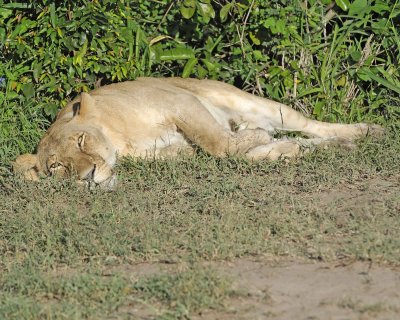 Lion, Female-011313-Maasai Mara National Reserve, Kenya-#1114.jpg