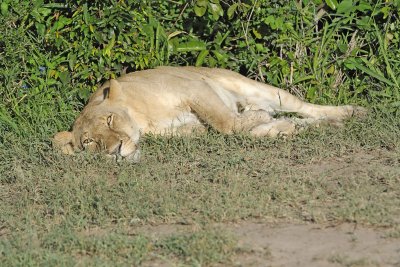 Lion, Female-011313-Maasai Mara National Reserve, Kenya-#1115.jpg
