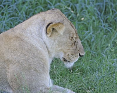 Lion, Female-011313-Maasai Mara National Reserve, Kenya-#1616.jpg