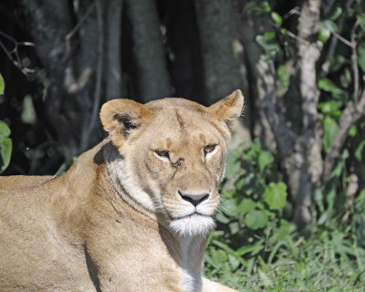 Lion, Female-011313-Maasai Mara National Reserve, Kenya-#1634.jpg