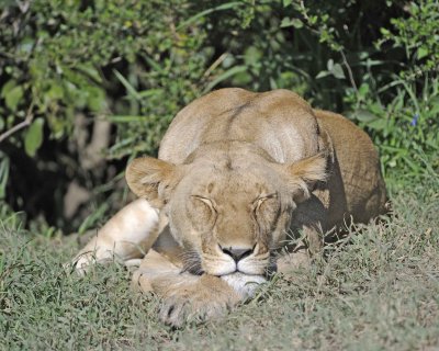 Lion, Female-011313-Maasai Mara National Reserve, Kenya-#1639.jpg