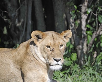 Lion, Female-011313-Maasai Mara National Reserve, Kenya-#1646.jpg