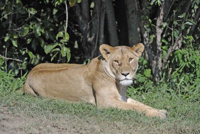 Lion, Female-011313-Maasai Mara National Reserve, Kenya-#1655.jpg