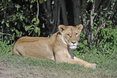 Lion, Female-011313-Maasai Mara National Reserve, Kenya-#1660.jpg