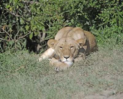 Lion, Female-011313-Maasai Mara National Reserve, Kenya-#1680.jpg