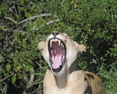 Lion, Female-011313-Maasai Mara National Reserve, Kenya-#1718.jpg