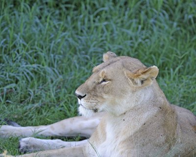 Lion, Female-011313-Maasai Mara National Reserve, Kenya-#1754.jpg