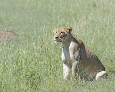 Lion, Female-011313-Maasai Mara National Reserve, Kenya-#3162.jpg